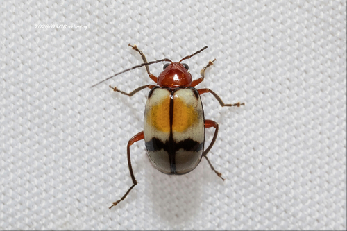 Paleosepharia liquidambara