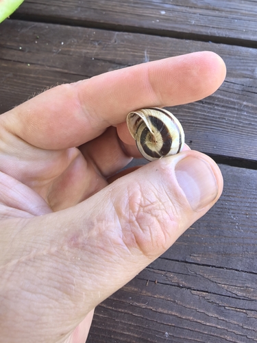 Vineyard Snail