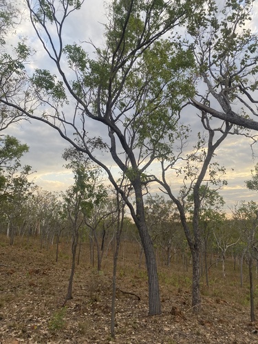 Wandi Ironbark