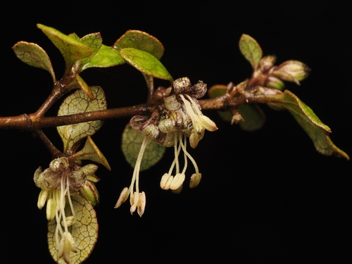 Coprosma tenuicaulis