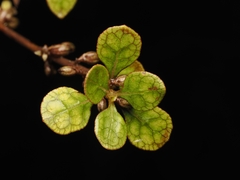 (c) Angus Campbell, some rights reserved (CC BY) Coprosma tenuicaulis, photograph (c) Angus Campbell, some rights reserved (CC BY)