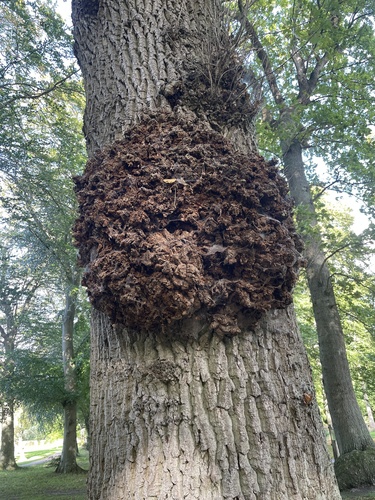 bacterial crown gall