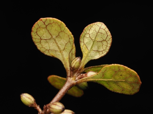 Coprosma tenuicaulis, photograph 2