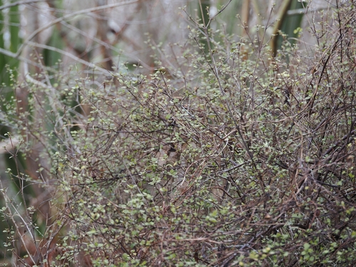 Coprosma tenuicaulis, photograph 3