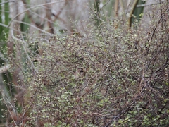 (c) Angus Campbell, some rights reserved (CC BY) Coprosma tenuicaulis, photograph (c) Angus Campbell, some rights reserved (CC BY)