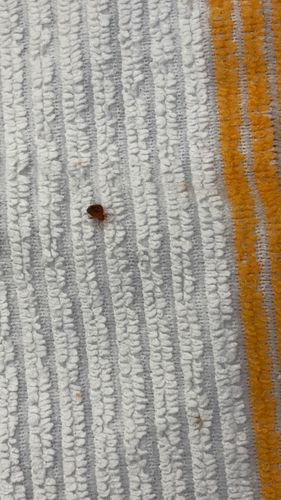 Common Bed Bug