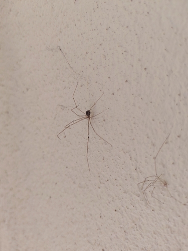 Tailed Cellar Spider
