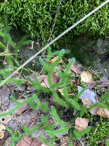 stag's-horn clubmoss