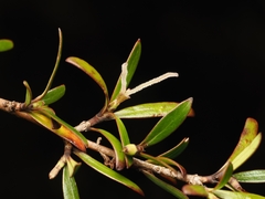 Coprosma propinqua, photograph (c) Angus Campbell, some rights reserved (CC BY)