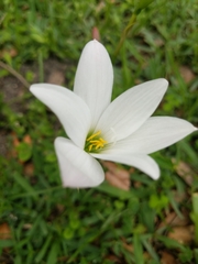 Zephyranthes
