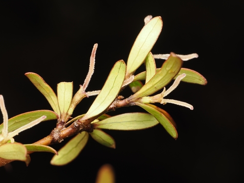Coprosma propinqua, photograph 5