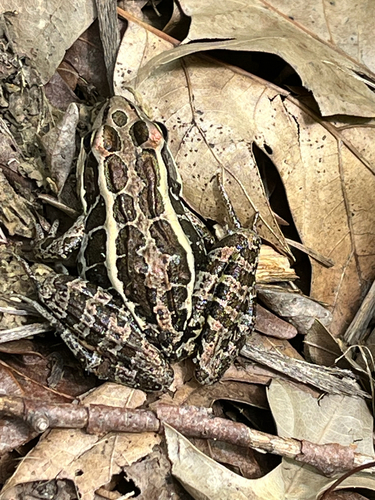 Pickerel Frog