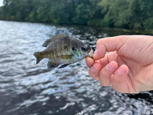 Bluegill