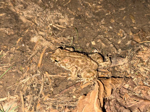 Natterjack Toad