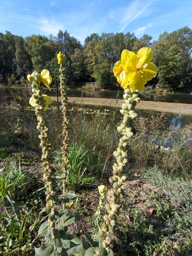 Verbascum phlomoides, photograph 5
