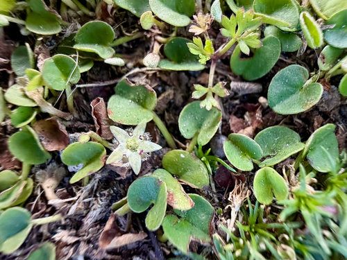 Dichondra repens, photograph 6
