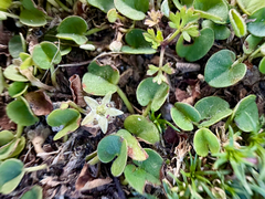 Dichondra repens, photograph (c) Tom Beard, some rights reserved (CC BY)