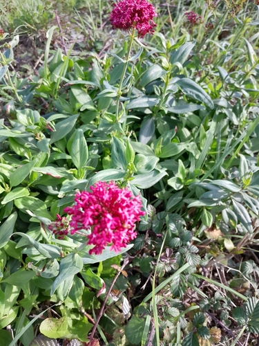 Red Valerian
