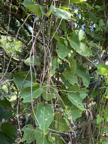 Stephanotis volubilis observed 2026-09-20