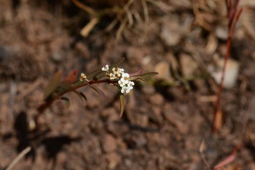 Euphorbia bifida observed 2026-09-19