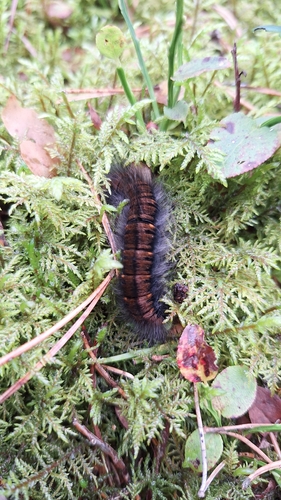 Fox Moth