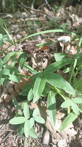 alpine zigzag clover