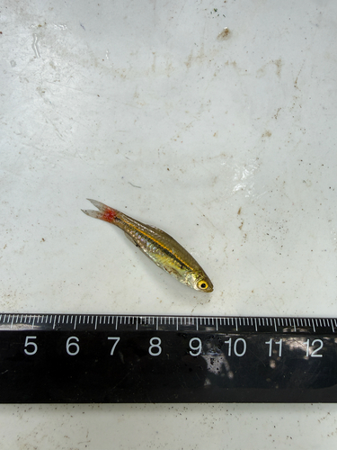 Red-tailed Rasbora
