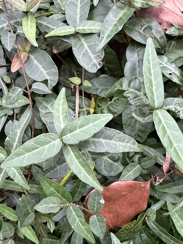 Star jasmine