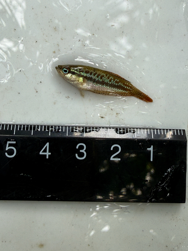 Sparkling Gourami