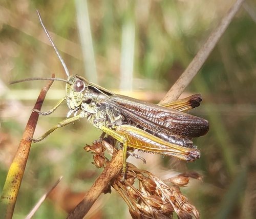 Common Green Grasshopper