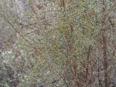 Coprosma propinqua, photograph (c) Angus Campbell, some rights reserved (CC BY)