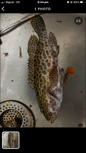 Honeycomb Grouper