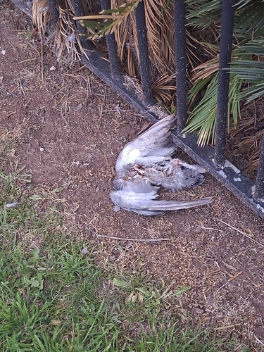 Feral Pigeon