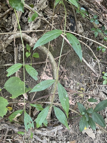 Blumea riparia observed 2026-09-20
