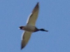 Mallard