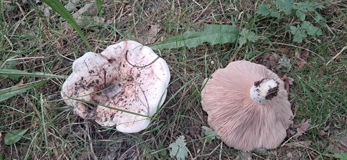 Blushing Milkcap