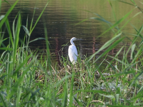 Little Egret