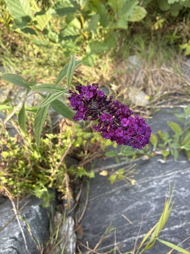 Butterfly bush