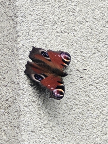 European Peacock Butterfly