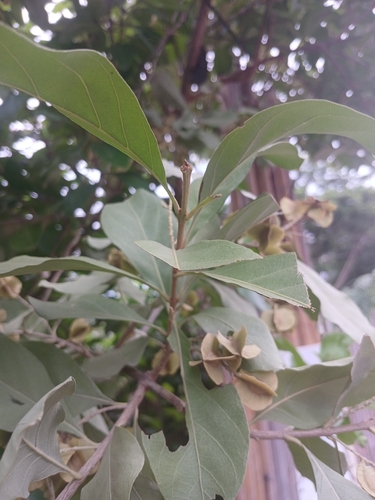 Combretum quadrangulare observed 2026-09-20