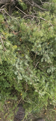 common juniper