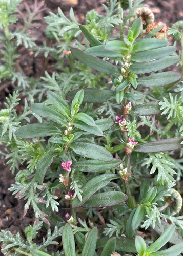 Polygonum plebeium observed 2026-09-20