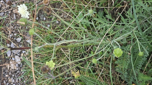 Scabiosa ochroleuca, photograph 4