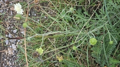 Scabiosa ochroleuca, photograph author not stated, no rights reserved