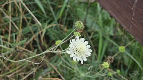 Scabiosa ochroleuca, photograph 5
