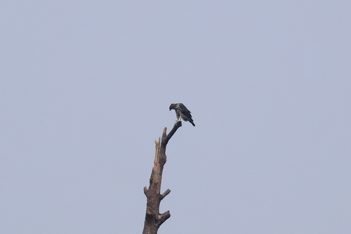 Changeable Hawk-Eagle