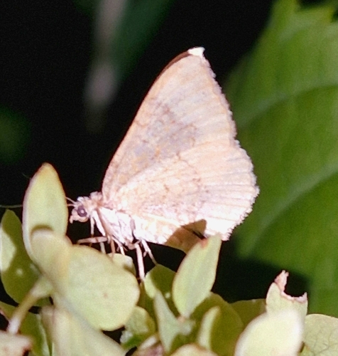 Yellow Shell Moth