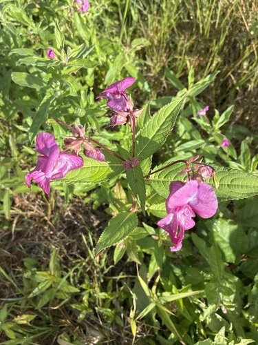 Himalayan balsam