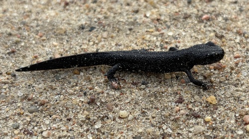 Great Crested Newt