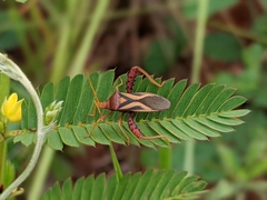 Crinocerus sanctus
